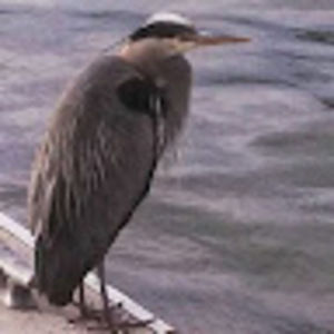 Meet your Posher, Timothy